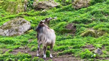 Canlı yeşil bir tarlada büyüleyici bir Himalaya keçisi eşsiz boynuzlarını ve görkemli paltosunu sergiliyor..