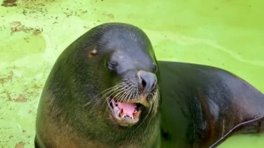 Canlı bir deniz aslanı, doğal doğasını sergileyerek canlı yeşil bir havuzda eğleniyor.