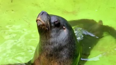 Neşeli bir fok canlı yeşil suları zevkle keşfeder. Parlak vücudunu ve büyüleyici ifadesini neşeyle gösterir.