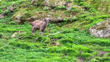 Meraklı ve neşeli genç bir keçi resimli kayalarla dolu canlı yeşil bir çayırı keşfediyor.