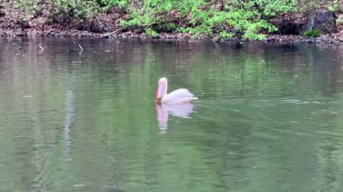 Huzurlu bir pelikan manzarası. Şaşılacak derecede doğal bir ortamda sakin sularda zarif bir şekilde yüzüyor.
