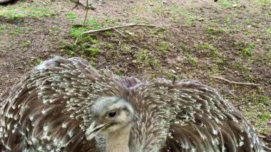 Güzel genç bir tavus kuşu gururla sergiliyor çarpıcı, canlı tüylerini yemyeşil orman ortamında.