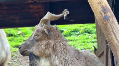 Doğal güzelliklerle dolu yemyeşil bir ortamda etkileyici boynuzlar sergileyen bir dağ keçisine tanık olun.