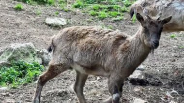 Doğal ortamlarında ve doğal ortamlarında huzur içinde otlayan dağ keçilerinin çarpıcı güzelliğini keşfedin.
