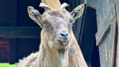 Bu bir keçinin detaylı bir görüntüsü, eşsiz özelliklerini çok güzel doğal bir arkaplana karşı mükemmel bir şekilde yakalıyor.