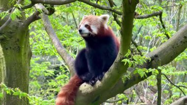 Büyüleyici kırmızı bir panda, bir ağacın tepesine tünemiş. Etrafı yemyeşil yapraklarla çevrili.