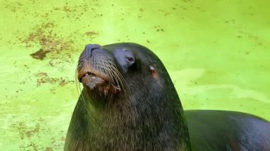 Işıldayan bir havuzda rahatça güneşlenen bir deniz aslanı doğadaki huzurlu bir anı yakalıyor.