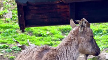 Gerçekten çarpıcı bir keçi olağanüstü güzelliğini ve zarif doğasını hayat dolu yemyeşil bir ortamda sergiliyor.