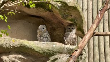Güzel ve huzurlu bir manzara iki baykuşu sergiliyor. Huzurlu bir kuytuya tünemiş, doğada sarılıyor.