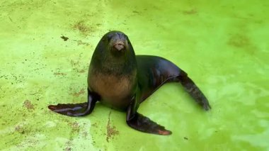 Oyuncu ve büyüleyici bir deniz aslanı kendine güvenerek oturur ve benzersiz özelliklerini, karakterini ve karizmatik doğasını gözler önüne serer.