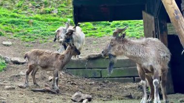 Dağ keçilerinin yer aldığı büyüleyici, pitoresk bir sahne, sevimli bir çocuk, yemyeşil habitatlarında