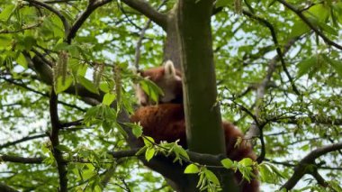 Güzel, huzurlu bir kırmızı panda manzarası. Yüksek bir ağaçta, yemyeşil yaprakların arasında rahatça uzanan.