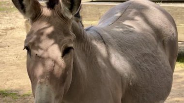 Huzurlu ve zarif bir at görkemli bir şekilde duruyor büyüleyici güzelliğini canlı bir doğal ortamda sergiliyor.