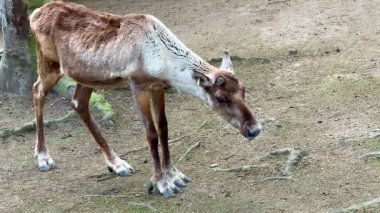 Genç bir ren geyiği zarif bir şekilde yerde yürüyor, eşsiz özelliklerini ve çevresini sergiliyor.