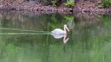 Zarif bir pelikan sakin, manzaralı bir gölette huzur ve güzelliği yansıtan bir havuzda huzur içinde yüzer.