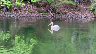Huzurlu bir görüntü, yemyeşil sularda yüzen bir pelikanın güzelliği ve sükuneti yansıttığını gösteriyor.