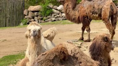 Develerden oluşan hoş bir grup huzurlu bir şekilde etraflarında huzurlu ve huzurlu bir ortamda uzanıyorlar.