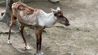 Güzel bir doğal ortamda zarif bir şekilde duran görkemli bir ren geyiğinin görüntüsü eşsiz özelliklerini gözler önüne seriyor.