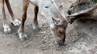 Doğanın kalbinde, görkemli bir ren geyiği yiyecek arıyor, vahşi doğada çarpıcı boynuzlarını zarafetle sergiliyor.