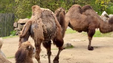 Bactrian develeri, eşsiz özelliklerini ve yaşam tarzlarını sergileyerek çarpıcı bir doğal ortamda gözlemlenir.