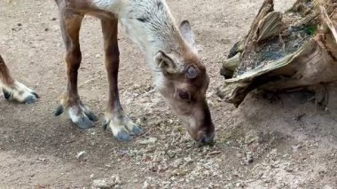 Burada bir geyiğin doğal yaşam alanı içinde huzur içinde beslendiği detaylı bir yakın plan fotoğrafı var.
