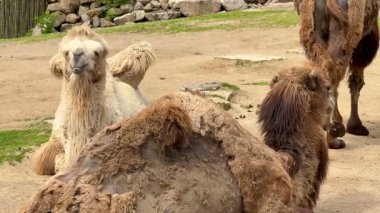 Huzurlu bir deve sürüsü güzel bir ortamda huzur içinde dinleniyor ve benzersiz özelliklerini vurguluyor.