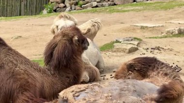 Huzurlu ve huzurlu bir ortamda, neşeli beyaz bir deve, yakınlarda dinlenen bir grup lama ile neşe içinde karşılaşır.