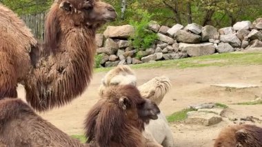 Doğal ortamda birden fazla devenin bulunduğu sakin bir sahne güzelliklerini ve davranışlarını gözler önüne seriyor..