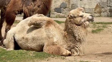 Develerin doğal çöl ortamında huzur içinde dinlendiği sakin ve huzurlu bir sahne.