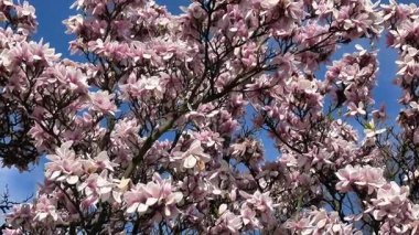 Canlı manolya çiçekleri, parlak mavi gökyüzüne karşı güzel bir şekilde sergilenir.