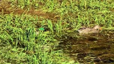 Zarif ördekler, sakin ve huzurlu bir bataklık ortamında yemyeşil otların arasında zarif bir şekilde yüzerler.