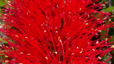 Çarpıcı kırmızı bir çiçek doğanın güzelliğini sergiler, tozlaştırıcıları çeker ve çevresindeki manzaraları güzelleştirir.