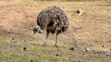 Güneşin aydınlattığı sıcak bir alanda yiyecek arayan bir devekuşu güzel bir kırsal arka plan sahnesiyle çevrili.