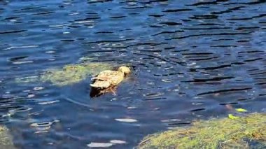 Zarif bir ördek pırıl pırıl suda süzülüyor. Etrafı gür güzelliklerle çevrili. Huzur ve sükunet sunuyor.