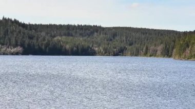 Sakin ve sakin bir göl. Engin, berrak mavi gökyüzünün altında canlı, yemyeşil ormanlar arasında güzel bir yuva kurmuş.