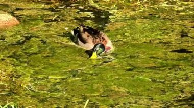 Bir yaban ördeği sakin sularda zahmetsizce süzülür, canlı tüylerini ve doğal yaşam alanını gösterir.