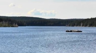 Güneşli bir günde sakin suları ve canlı yeşil ormanları gösteren nefes kesici sakin bir göl manzarası.
