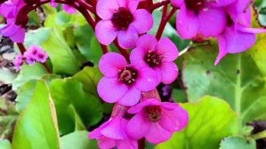 Büyüleyici bir pembe çiçek gösterisi. Etrafı yemyeşil yapraklarla çevrili. Bu da güzelliklerini arttırıyor.