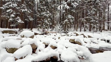 Sakin bir kış manzarası tasvir edilir, karla kaplı kayalar ve sessiz bir ormanda yuva yapmış uzun ağaçlar sergilenir.