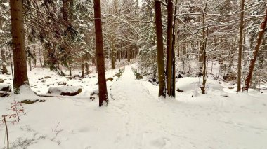 Yumuşak karla kaplanmış ve sakin manzaralarla çevrili sakin bir ormanda kış patikası.