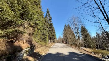 Sakin bir orman yolu, uzun ağaçlarla kaplı berrak mavi gökyüzüne uzanan, sakin yürüyüşler için mükemmel.