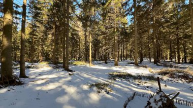 Açık mavi gökyüzünün altında karla kaplı güzel bir zemin ve görkemli ağaçların yer aldığı pitoresk bir kış sahnesi.