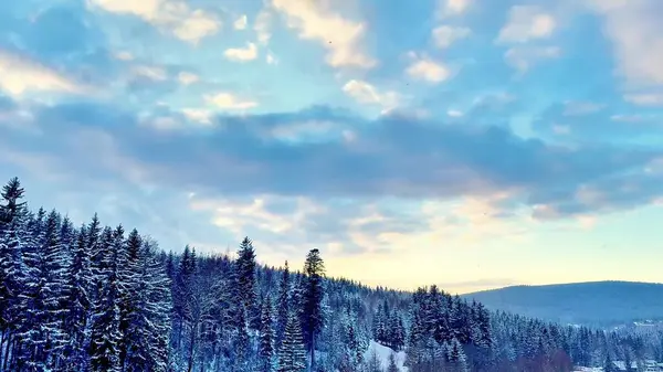 Karla kaplı ağaçlarla dolu sakin bir kış sahnesi Parlak mavi bir gökyüzü ve üzerinde süzülen yumuşak bulutlar