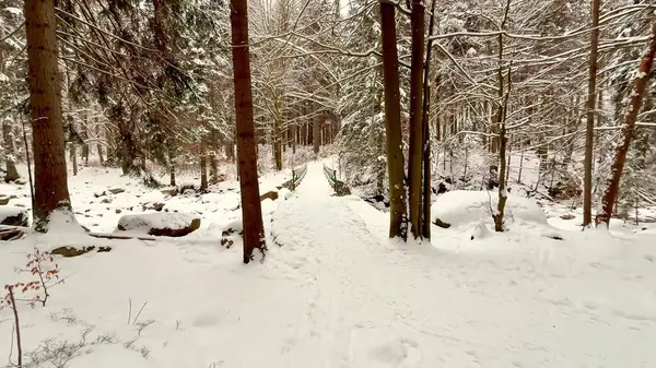 Yumuşak karla kaplanmış ve sakin manzaralarla çevrili sakin bir ormanda kış patikası.