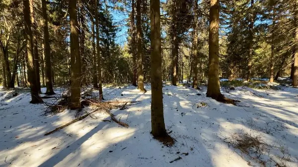 Huzurlu ve huzurlu bir kış sahnesi karla kaplı bir zemin her yerde yüksek, görkemli ağaçlarla gösteriliyor.