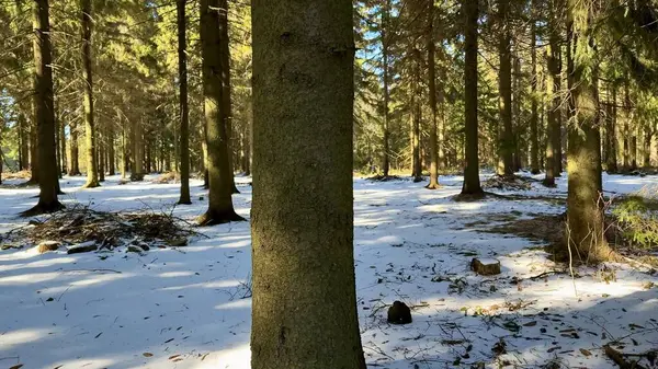 Huzurlu bir kış ormanı sahnesinde yerde yumuşak kar örtüsüyle çevrili uzun ağaçlar sergilenir.