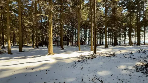 Huzurlu ve sakin bir kış ormanı sahnesi. Karlı bir manzarayla birlikte uzun, güzel ağaçlar sergileniyor.