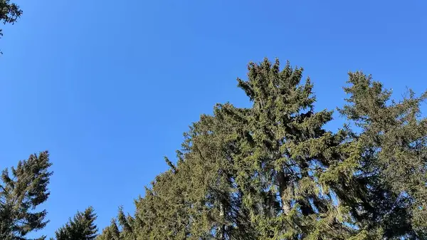 Parlak mavi gökyüzüne karşı duran canlı yeşil ağaçlar doğa severler ve manzara meraklıları için mükemmel..