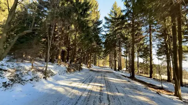Huzurlu, güzel, karlı bir patika zarif bir şekilde örülmüş yüksek yeşil ağaçlar arasında, hepsi berrak bir kış gökyüzünün altında
