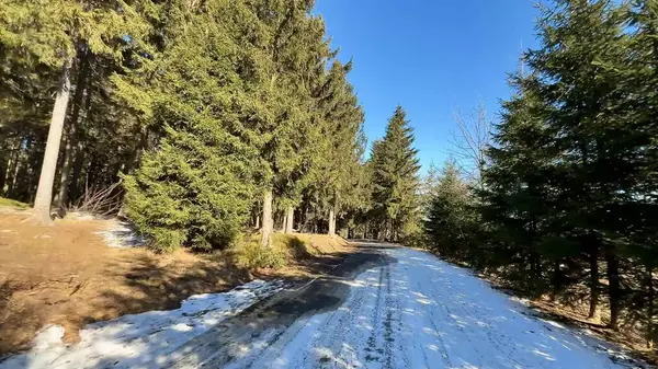 Güzel, sakin, karla kaplı bir yol zarif bir şekilde mavi gökyüzünün altındaki uzun ağaçların arasından geçiyor.